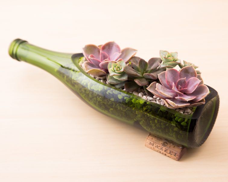 Wine bottle used as a planter for succulents