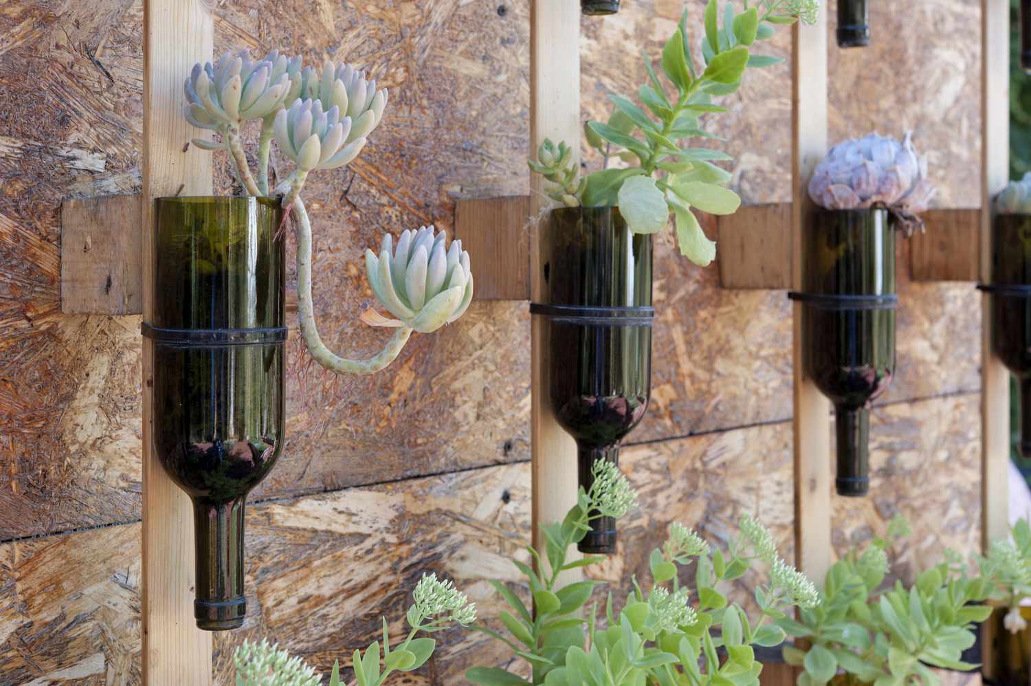 Bottles hung on the wall with succulents growing inside them