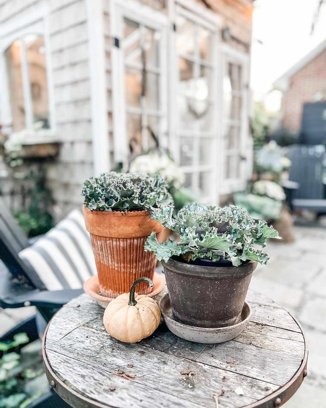 Pumpa och växter på sidobord utomhus