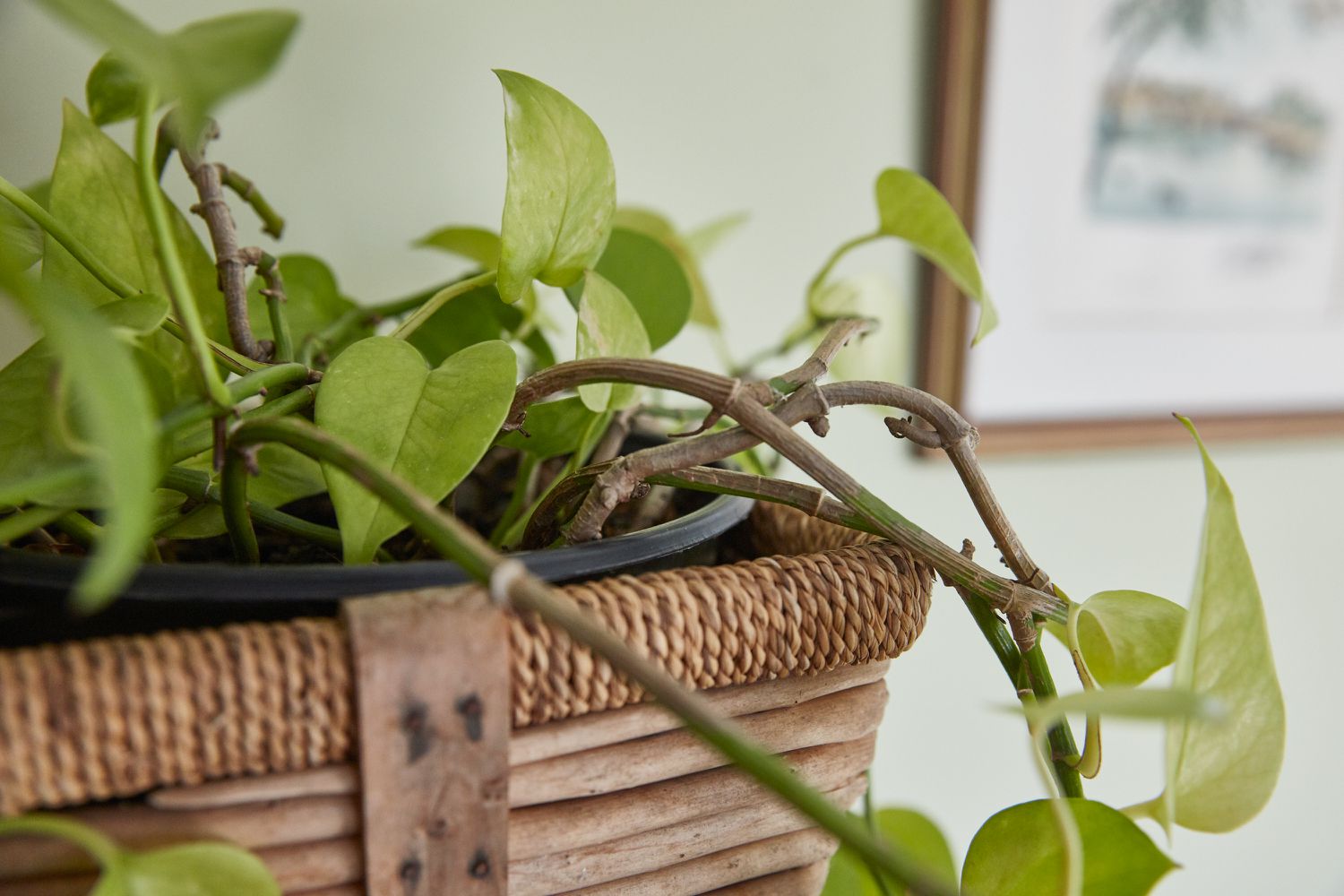 filodendron i en korg