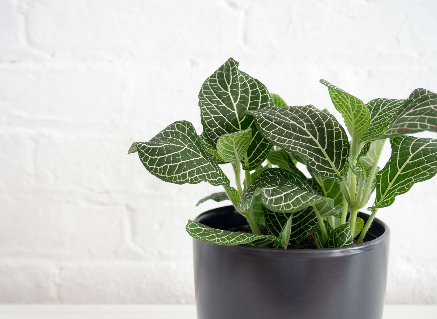 närbild av en fittonia