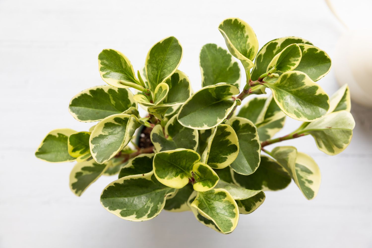 vy uppifrån och ner av en peperomia-växt