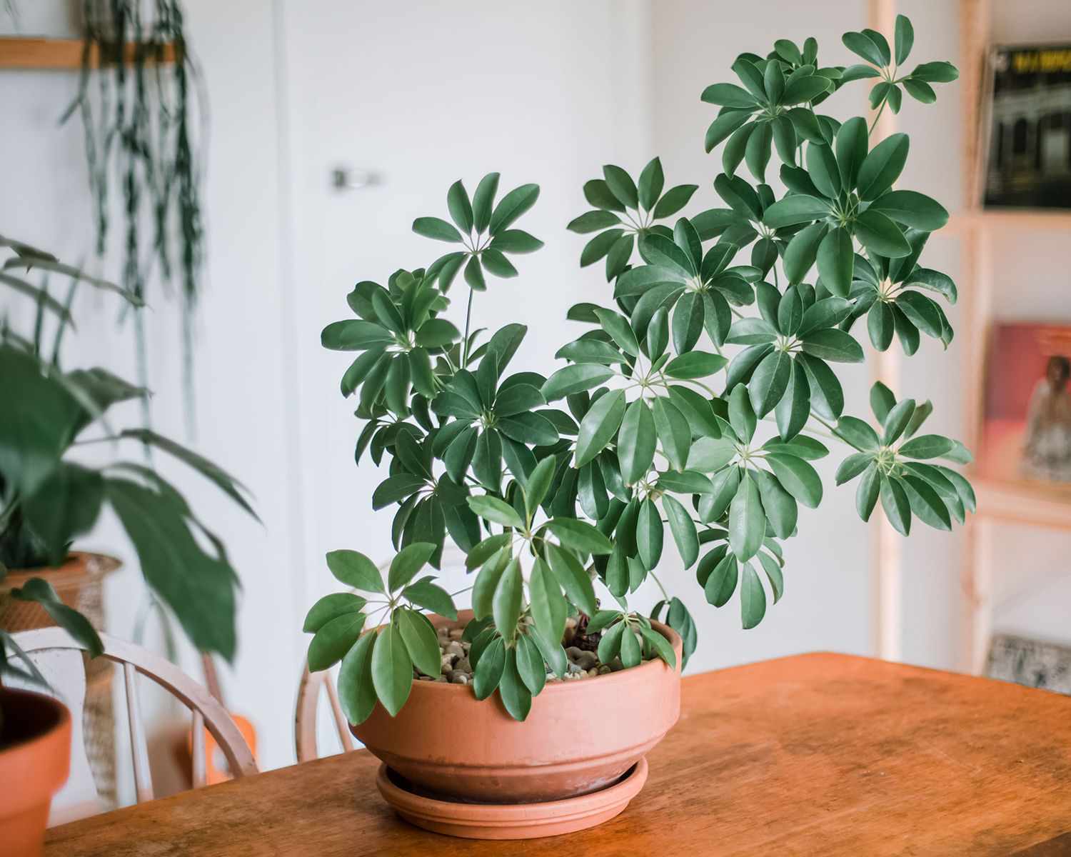 schefflera växt