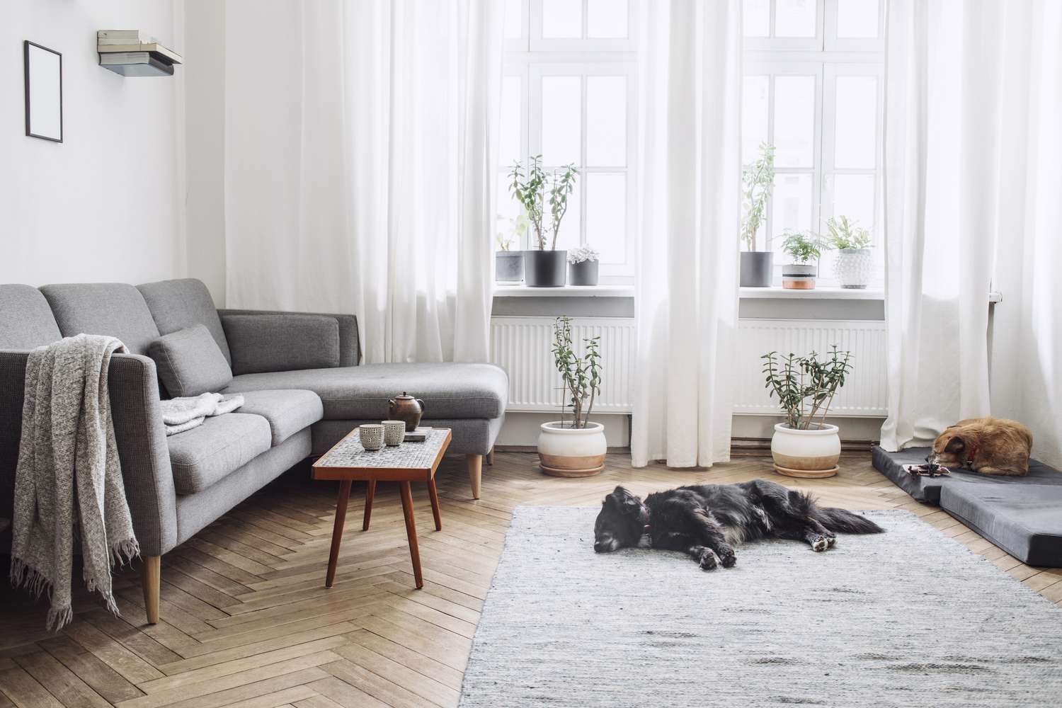 Designinredning av vardagsrum med litet designbord och soffa. Vita väggar, växter på fönsterbrädan och golvet. Brun träparkett. Hundarna sover i rummet.