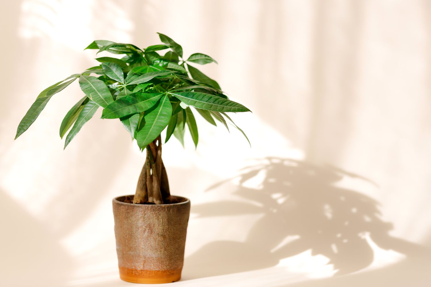 Pachira Aquatica