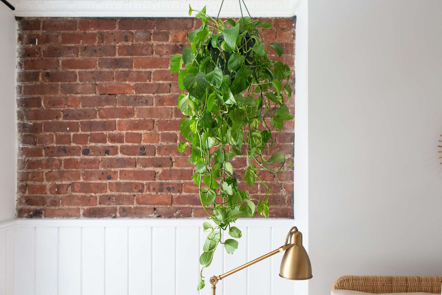 Gyllene pothos-växt hängande från taket mot tegelvägg och ovanför guldlampa