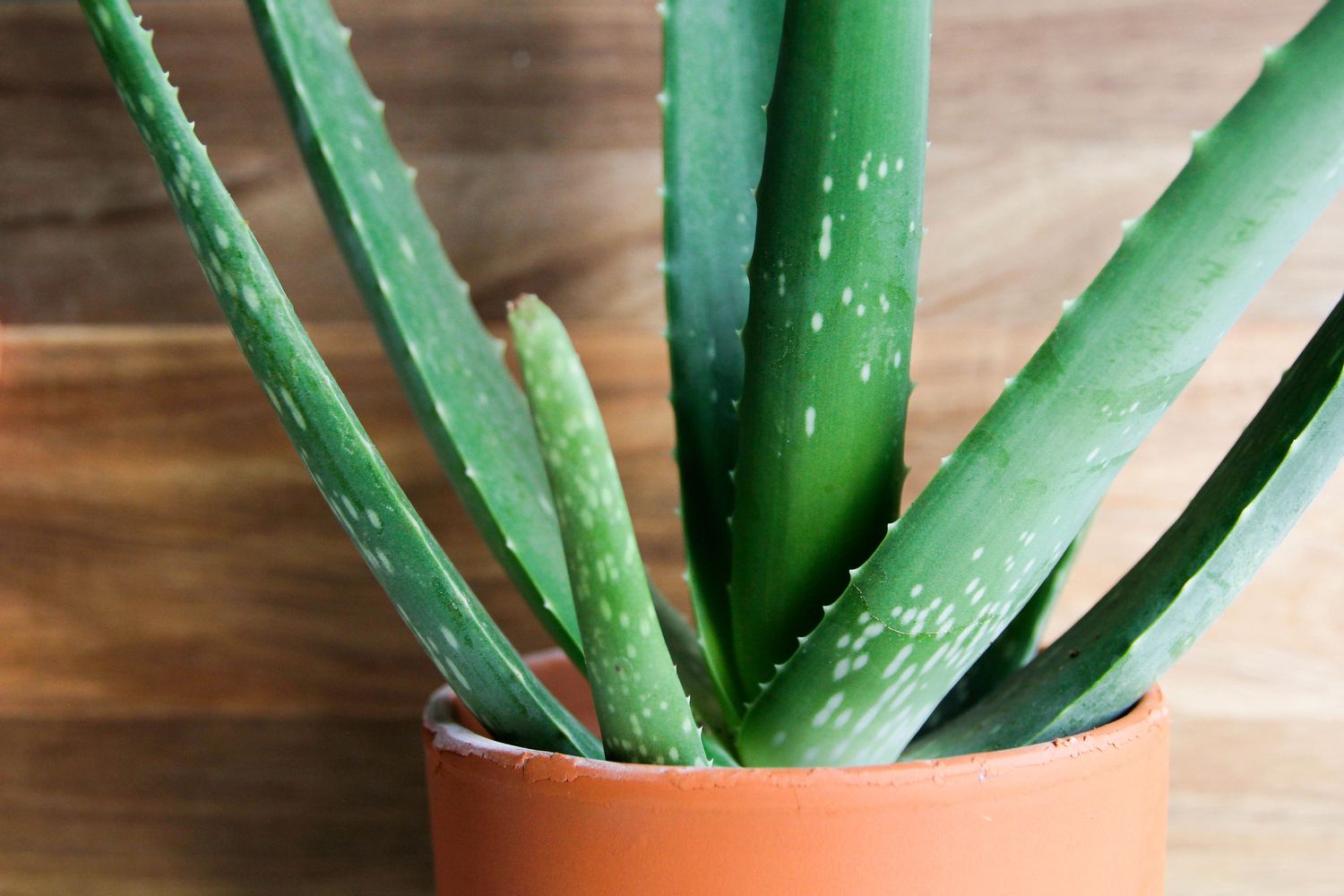 Aloe Vera i en terrakottaplantering