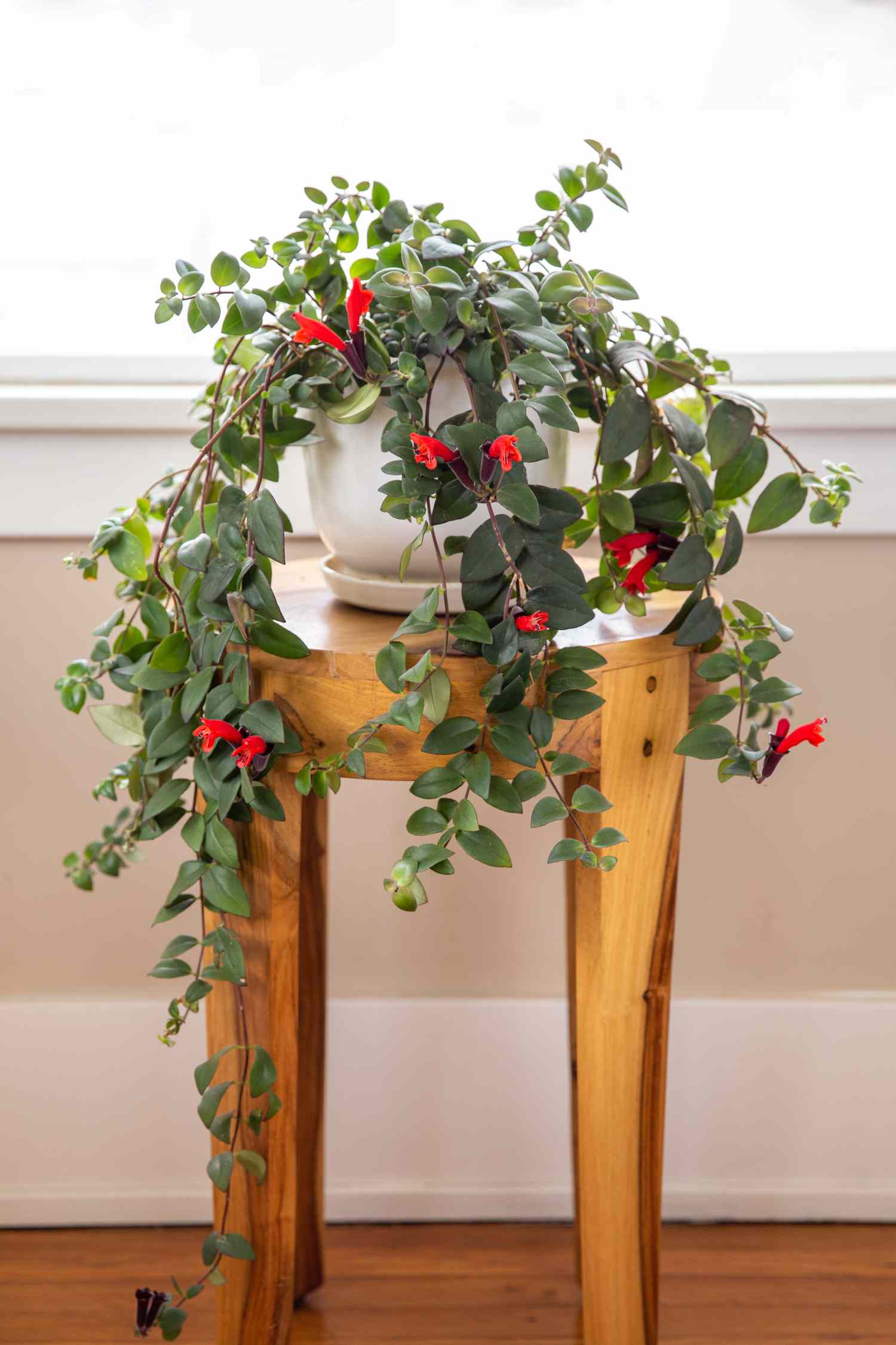 läppstiftväxt med röda blommor