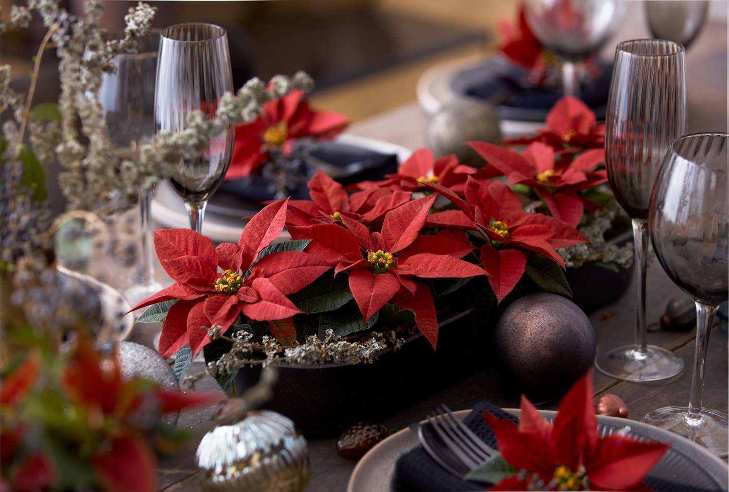 röda julstjärnor