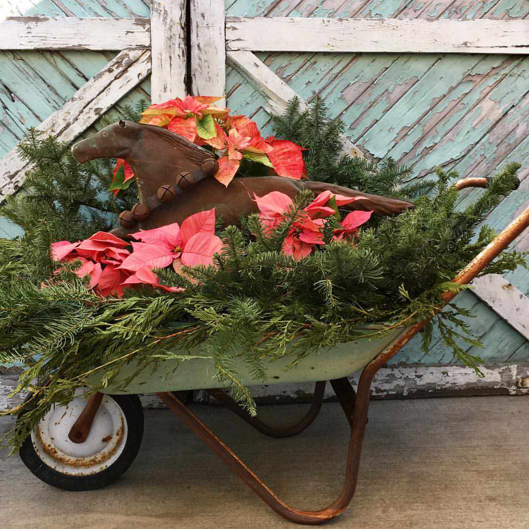 Julstjärnor i skottkärra 