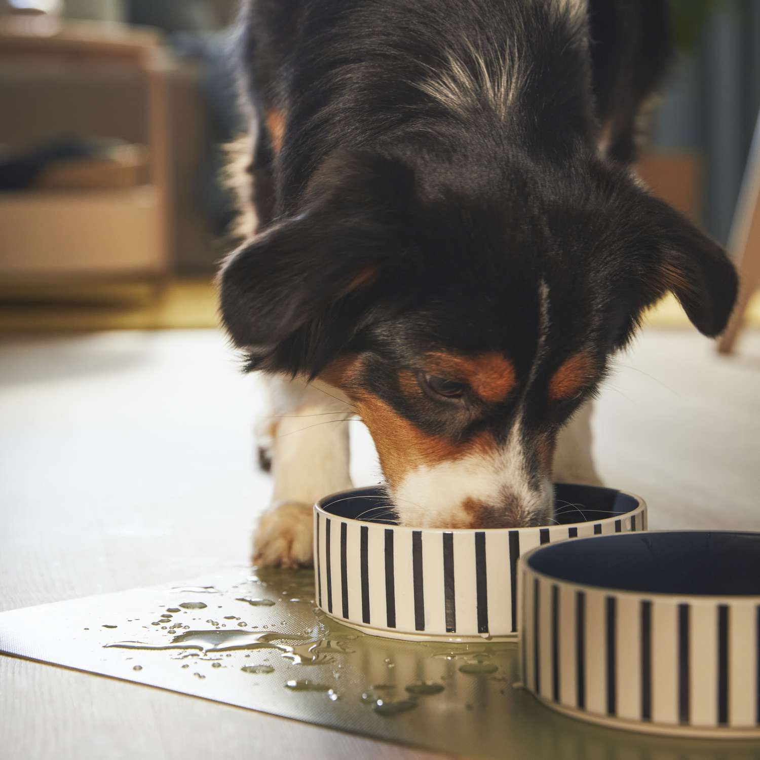 Svart, vit och brun hund dricker vatten ur blåvitrandiga keramiska IKEA skålar för husdjur på IKEA halkfri matta