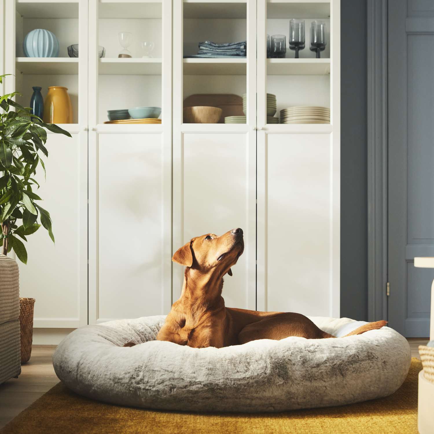 Hund sitter i IKEA säng för husdjur