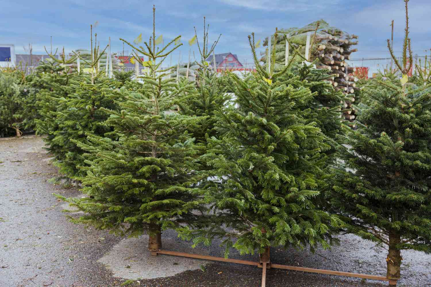 Julgranar