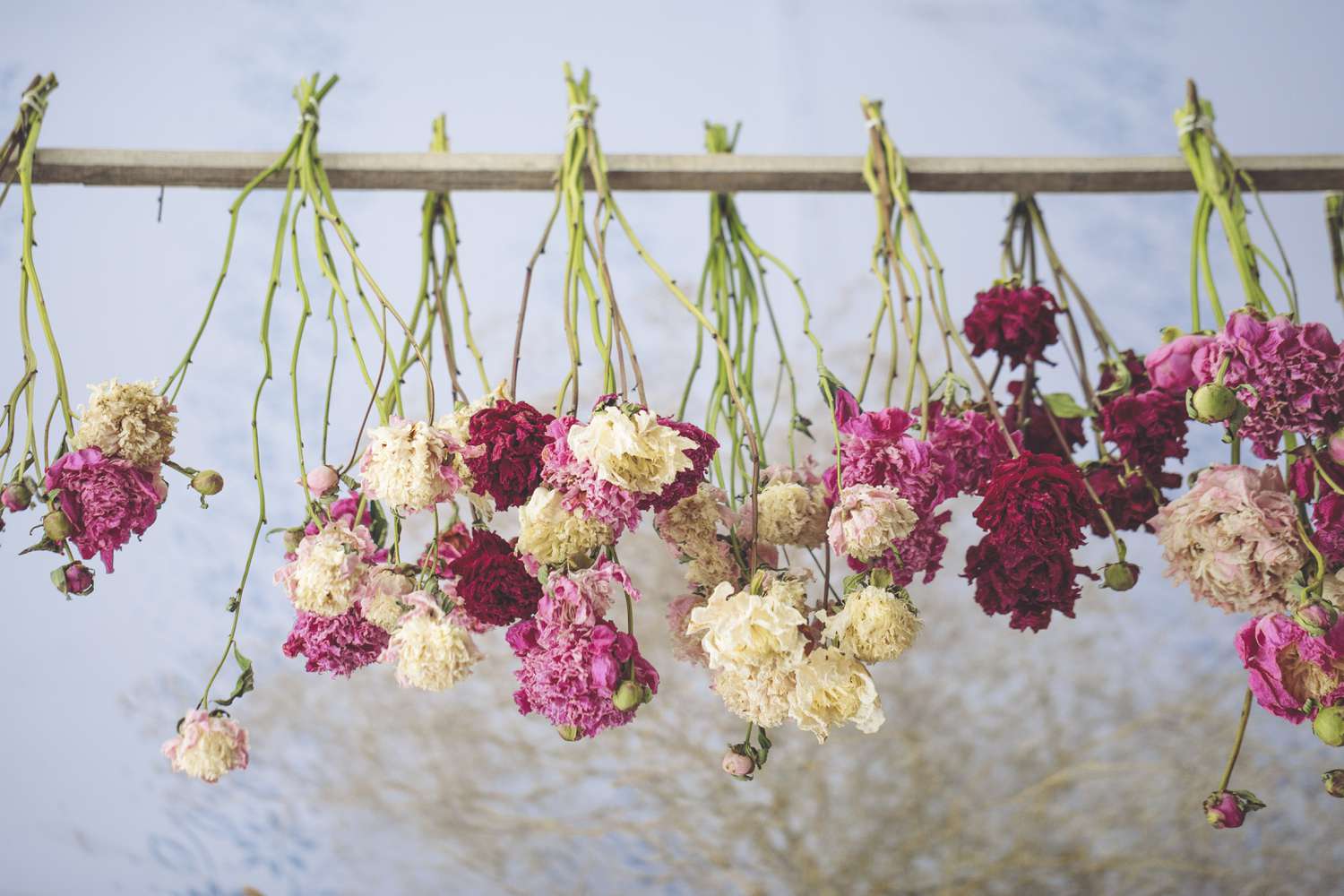 torkade pioner pioner blommor som hänger upp och ner för att vara torra